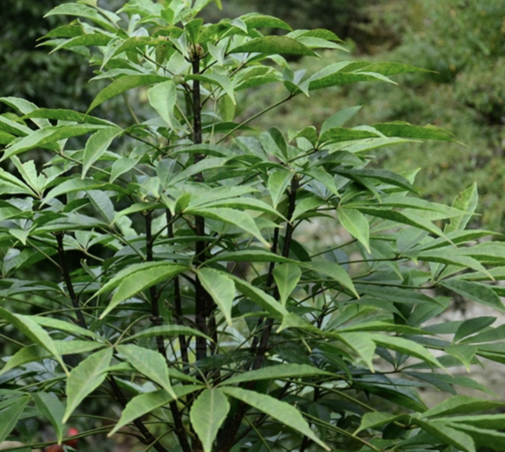  p>短梗大参(学名: i>macropanax rosthornii /i> (harms) c. y .