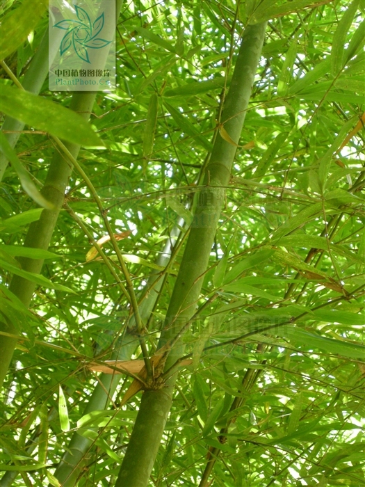  p>大眼竹( a href="#" data-lemmaid="8074290">学名 /a>:bambusa eu