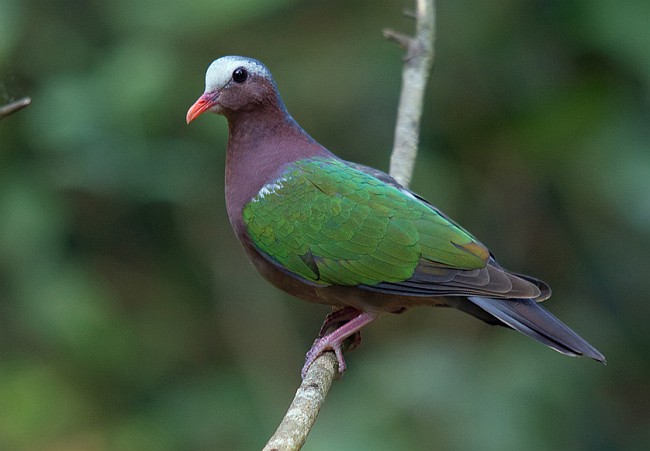 中等体型,尾甚短的地栖型 a target="_blank" href="/item/斑鸠/2527"