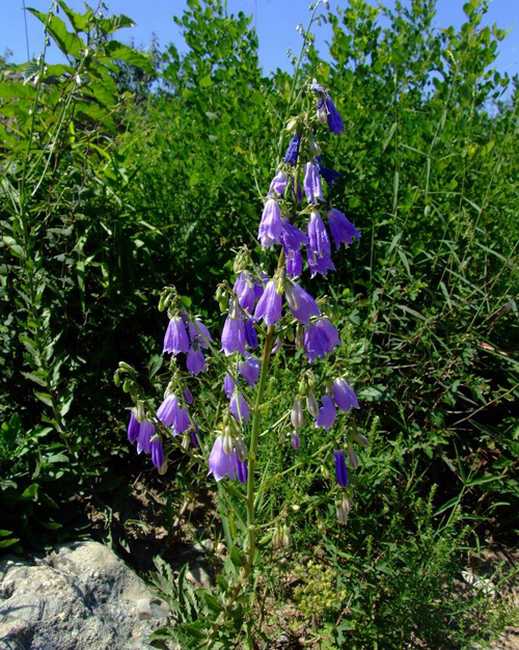 是一种 a href="#">桔梗科 /a> a href="#">沙参属 /a>的植物,是中国