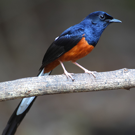  p>白腰鹊鸲(学名: i>kittacincla malabarica /i>):共有11个 a href=