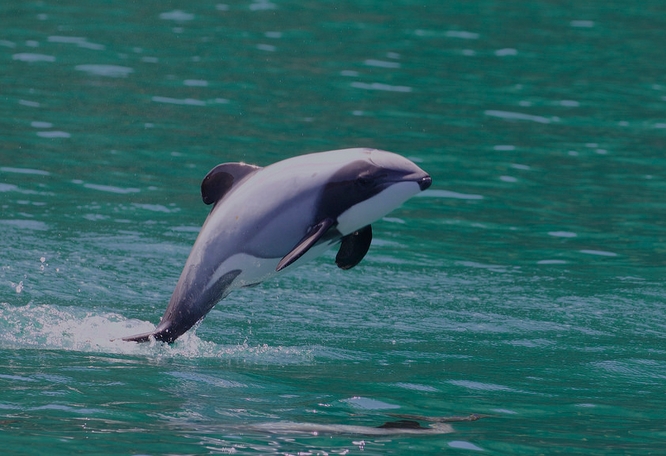 new zealand white-front dolphin