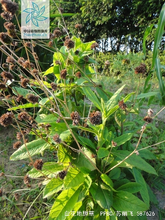  p>白花地胆草,别名: a href="#" data-lemmaid="4123468">牛舌草 /a>