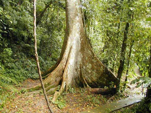  p>板根(plank buttresses root)亦称"板状根"