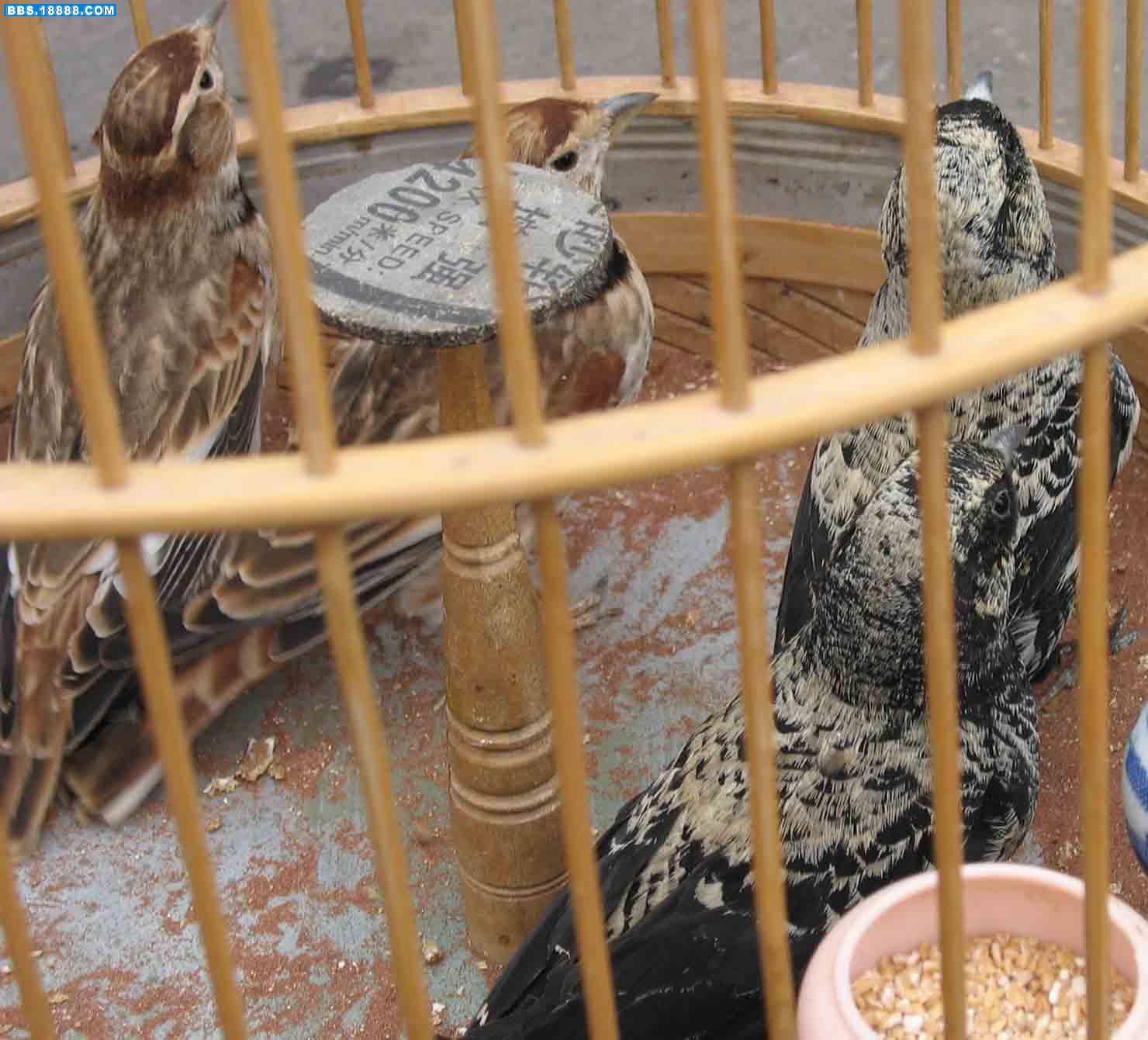  p>黑百灵(学名: i>melanocorypha yeltoniensis /i>),是百灵科百灵属