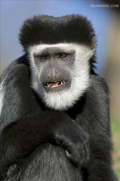 western black-and-white colobus