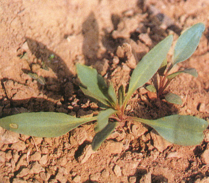  p> b>白毛多花蒿 /b>(学名:artemisia myrianthavar.