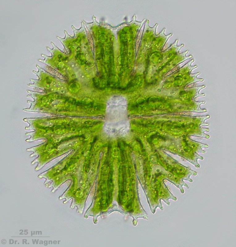  p> a target="_blank" href="/item/双星藻科/6710395" data-lemmaid