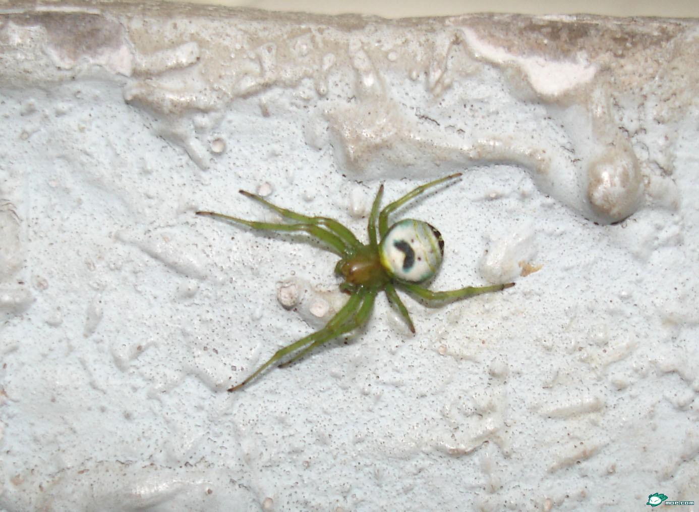  p>笑脸蜘蛛(学名: i>theridion grallator /i>):是美国 a href="#"