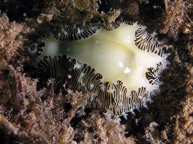  p>软体动物门中腹足目的1科.热带和亚热带生活的种类,完全海产.