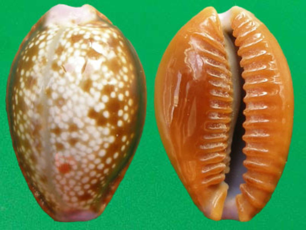  p>银光红花宝螺(学名:erosaria helvola argella)