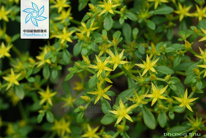  p>东南景天(学名: i>sedum alfredii /i> hance)是景天科,景天属植物
