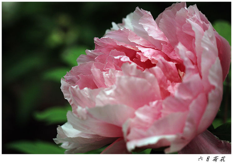  p>粉荷飘江是芍药科芍药属植物. /p>