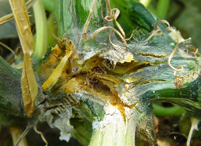 西葫芦蔓枯病