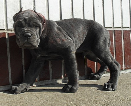  p>纽波利顿獒犬属于古老的品种,步伐如熊一般的缓慢,沉重.