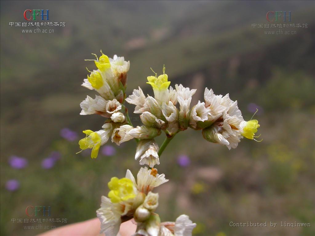 limonium bicolor /i> (bunge) kuntze)是白花丹科补血草属多年生草本
