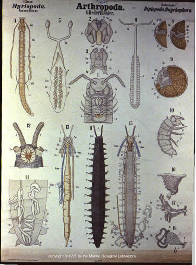 k2rzxfz">原节肢动物亚门身体呈蠕虫状,没有坚硬的外骨骼和分节的附肢
