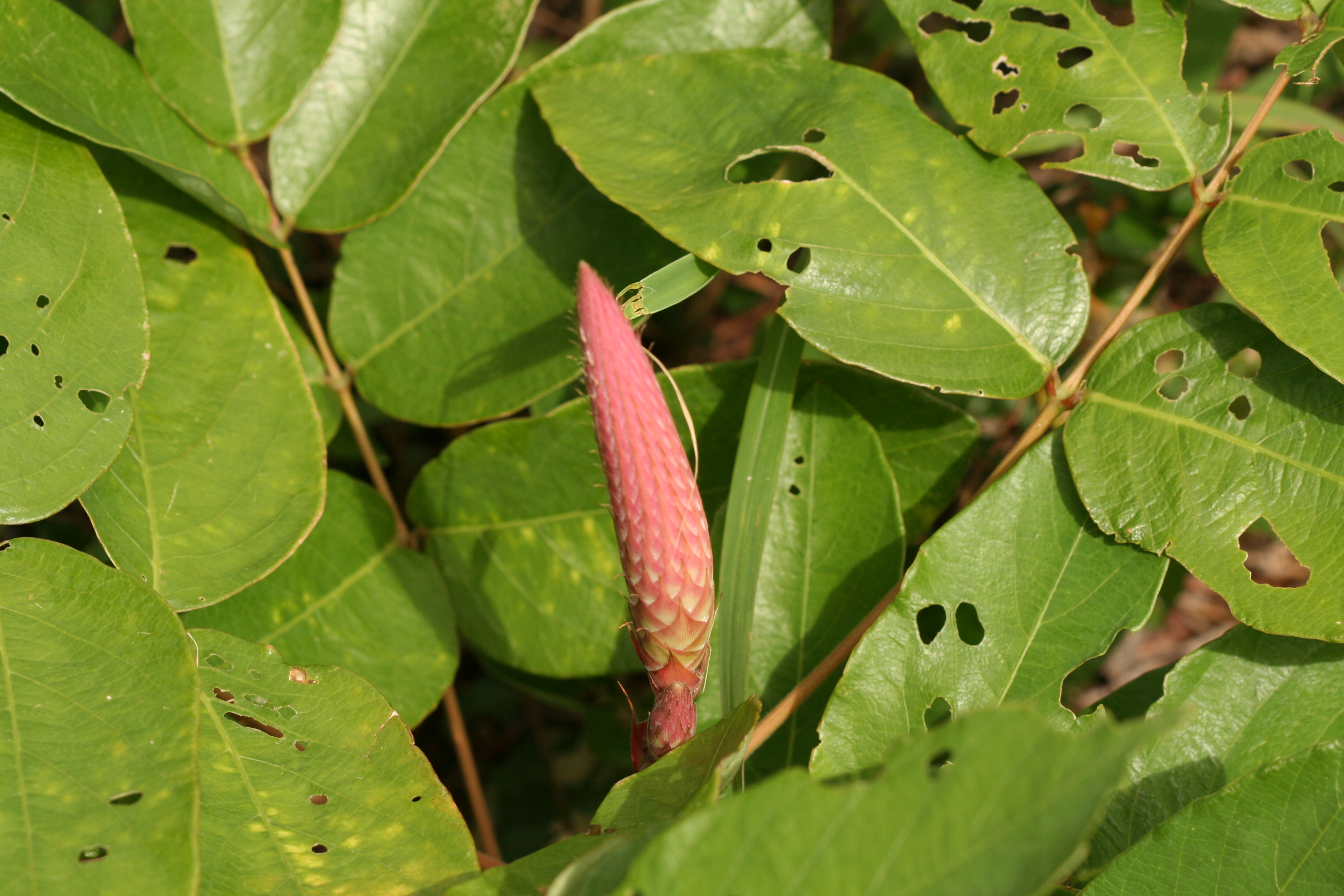  p>猫尾草(学名: i>uraria crinita /i> (l.) desv. ex dc.