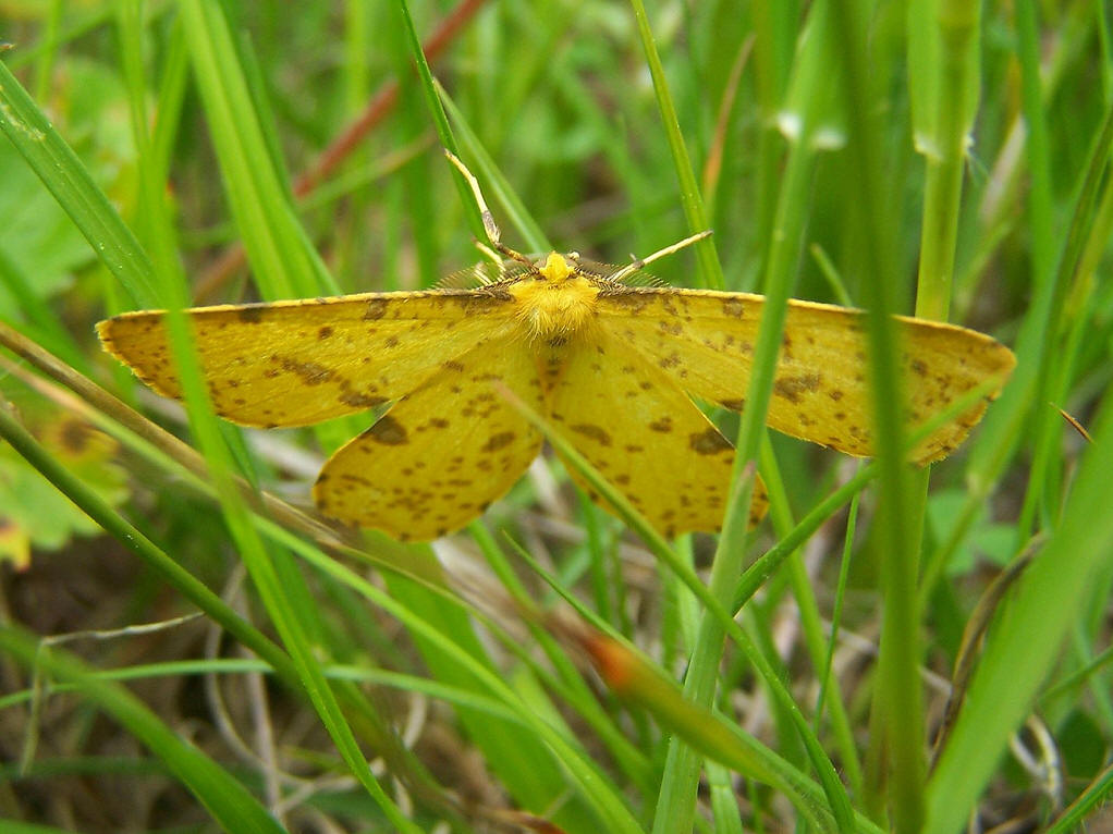  p>槐尺蠖, i>semiothisa cinerearia /i> (bremer &amp; grey)