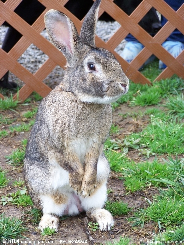  p>林兔分布于 a href="#" data-lemmaid="255798">墨西哥 /a>(南下加