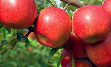 山东烟台苹果