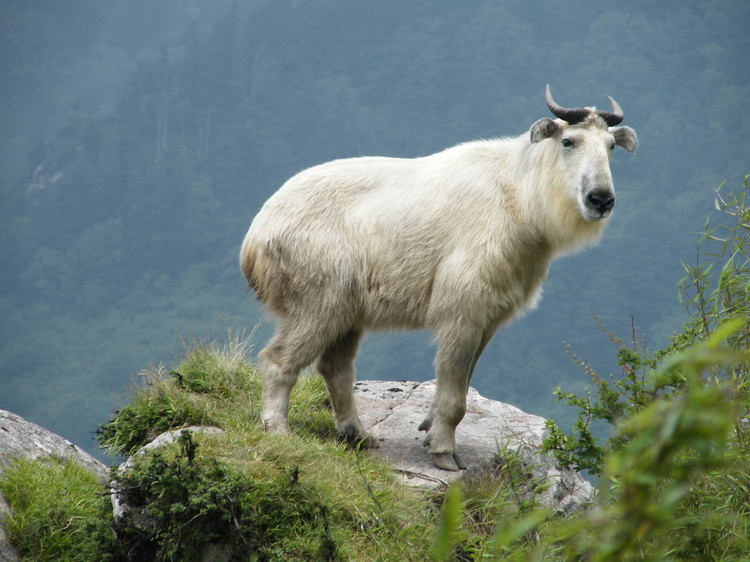 陕西牛背梁国家级自然保护区