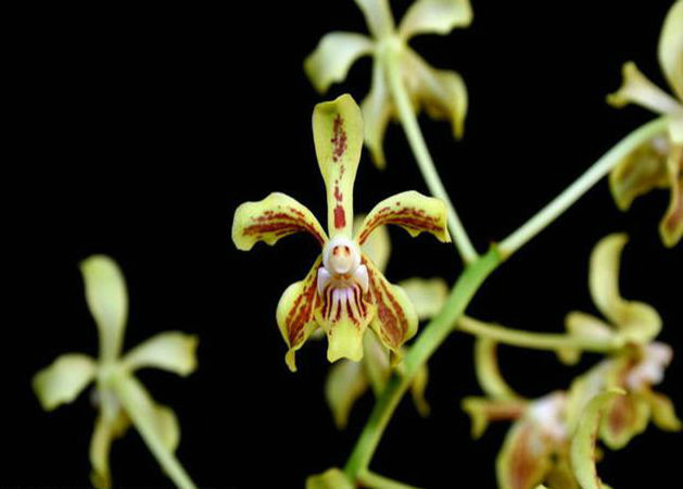  p> b>雅美万代兰 /b>(拉丁学名: i>vanda lamellata  /i>lindl.