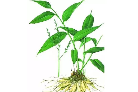 (《纲目》) /p> p>【异名】: a href="#">竹叶麦冬 /a>(《江西草药》)