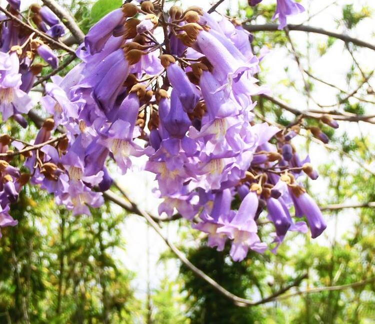  p>桐花树属(学名:aegiceras gaertn.