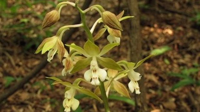 字段:多年生腐生 a href="#" data-lemmaid="541696">草本 /a>,肉质