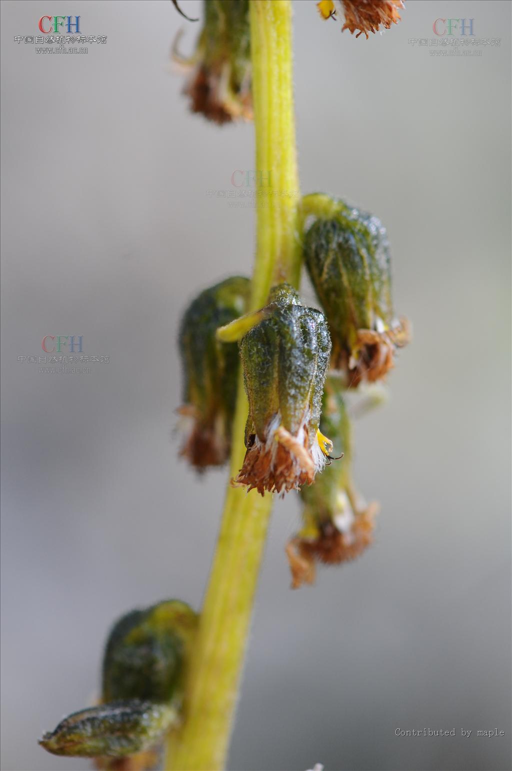 舌状花黄色,舌片长圆形或椭圆形;管状花多数,冠毛黄白色与花冠