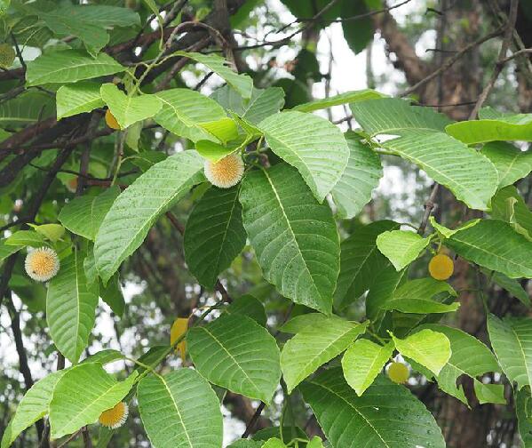 bosser)是茜草科团花属植物,落叶大乔木,高达30米;树干通直,基部略