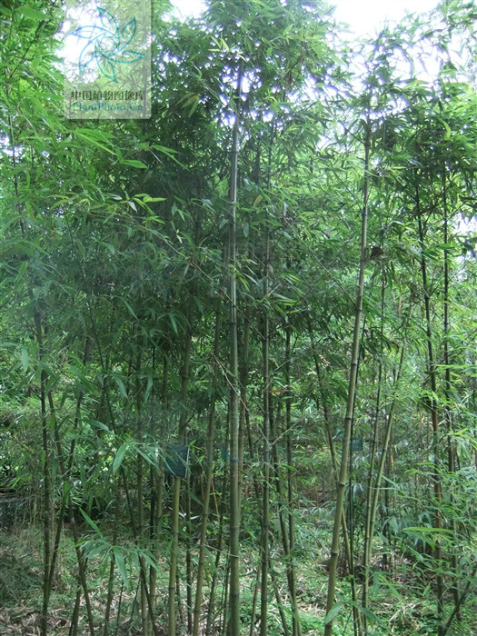 phyllostachys makinoi hayata