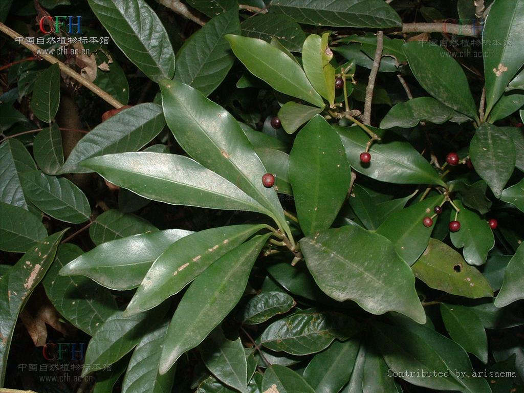  p>紫金牛,学名:ardisia japonica (thunb)blume,别名小青,矮茶,短脚