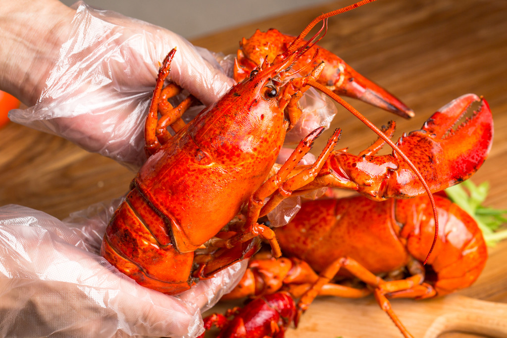 缅因龙虾