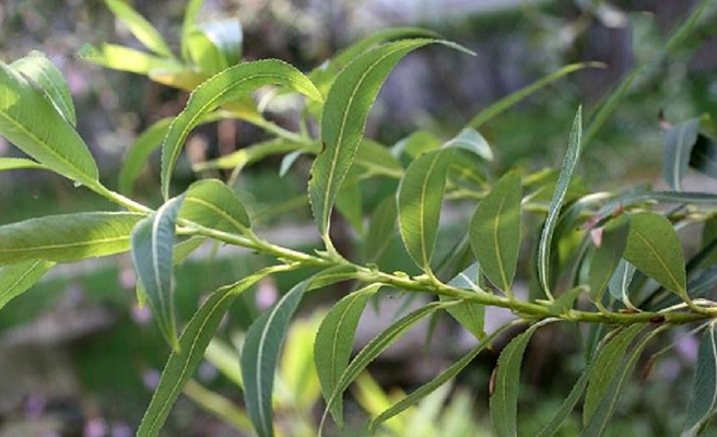  p>三蕊柳(学名: i>salix triandra /i> l)是杨柳科,柳属 a target="