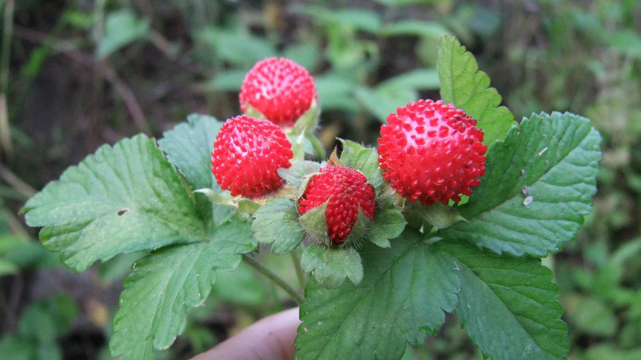 爪风,鼻血果果,珠爪, a target="_blank" href="/item/蛇果/10707018"