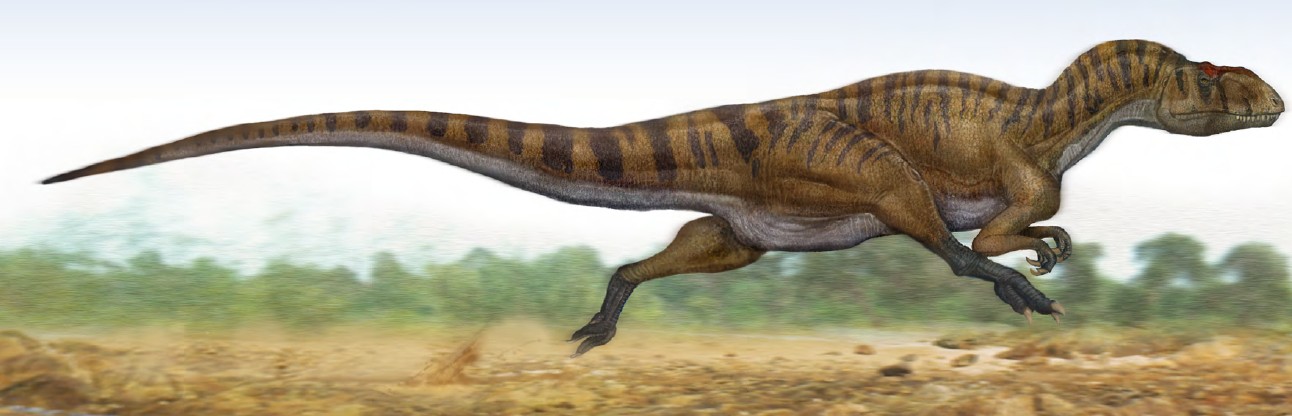  p data-id="go0bzjinkq">中华盗龙科(sinrapto