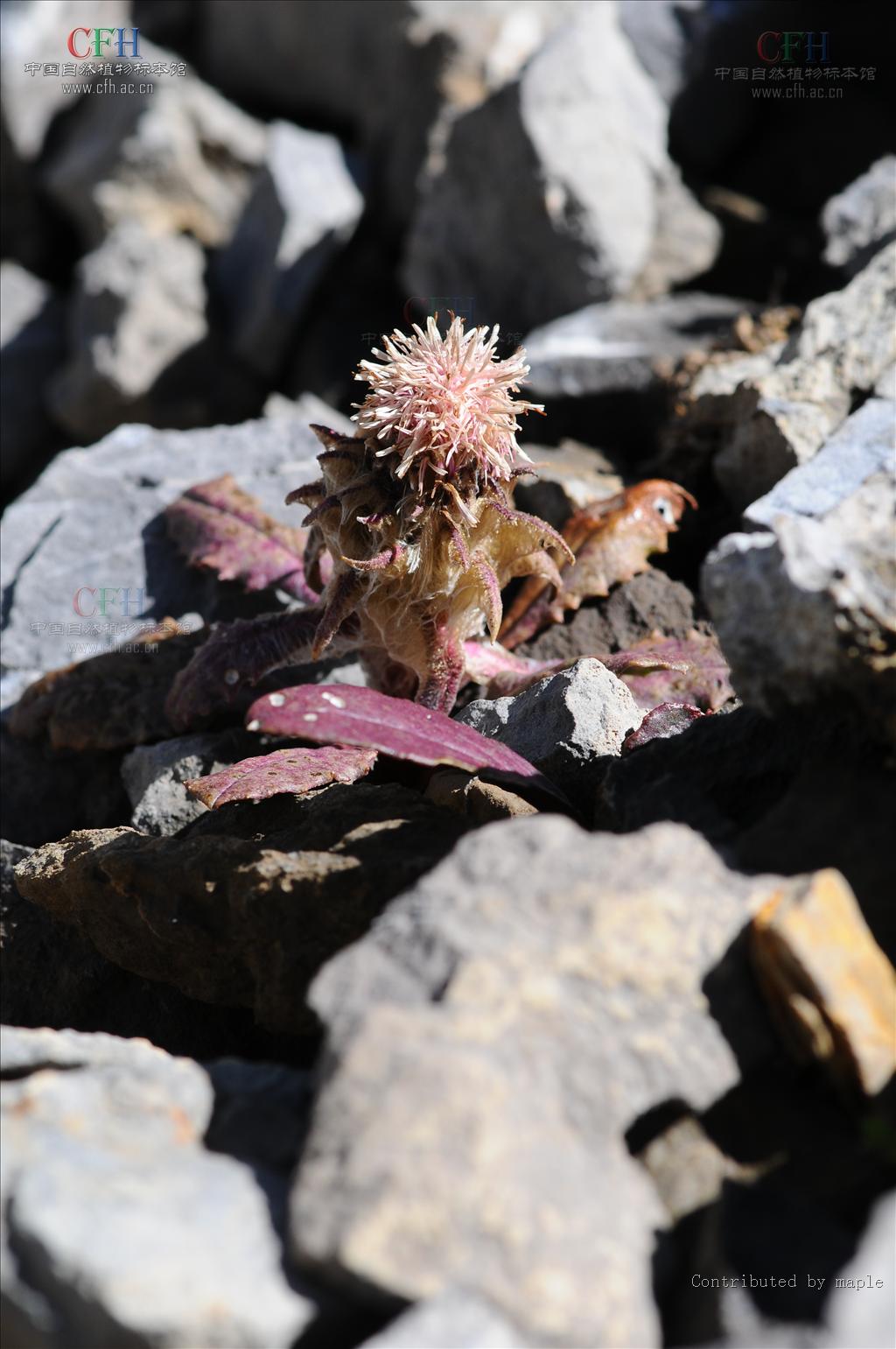  p>雪兔子(学名: i>saussurea gossipiphora /i> d.