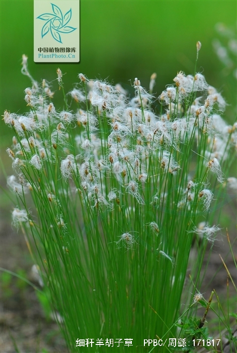 p>细秆羊胡子草(学名:eriophorum gracile):为 a href="#">单子叶