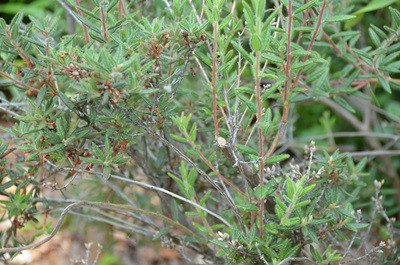  p>碎米花(学名: i>rhododendron spiciferum /i> franch.