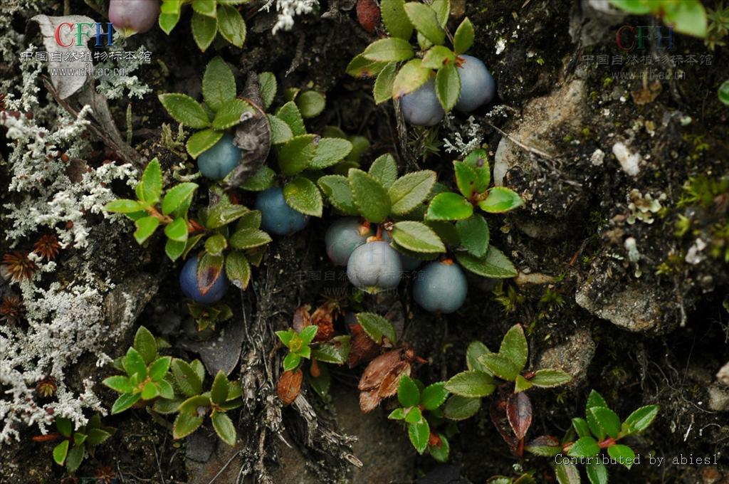 树萝卜属/2025203" data-lemmaid="2025203">树萝卜属 /a>,五翅莓属