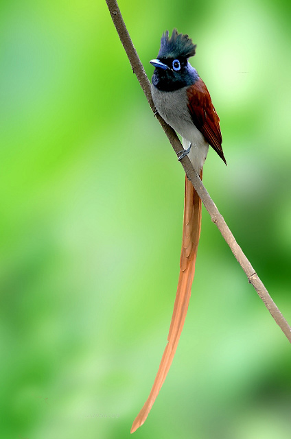  p>中国寿带鸟(学名: i>terpsiphone incei /i>):体态美丽, a target=