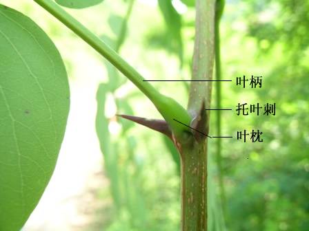 叶枕_百度百科