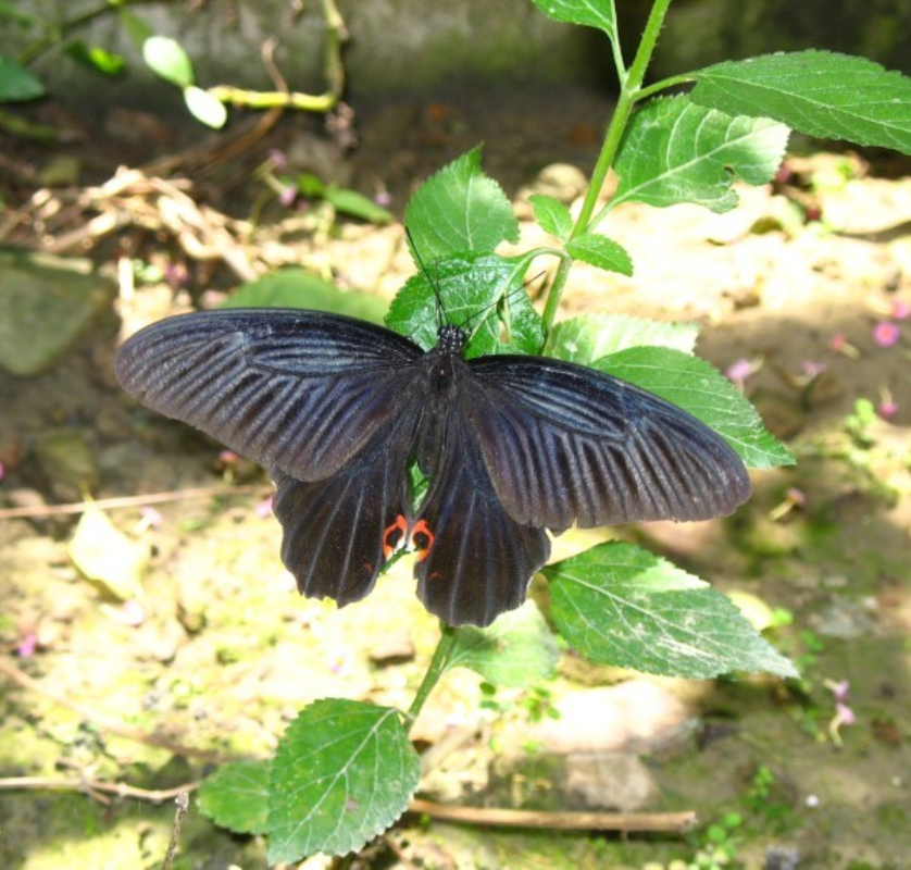 黑凤蝶