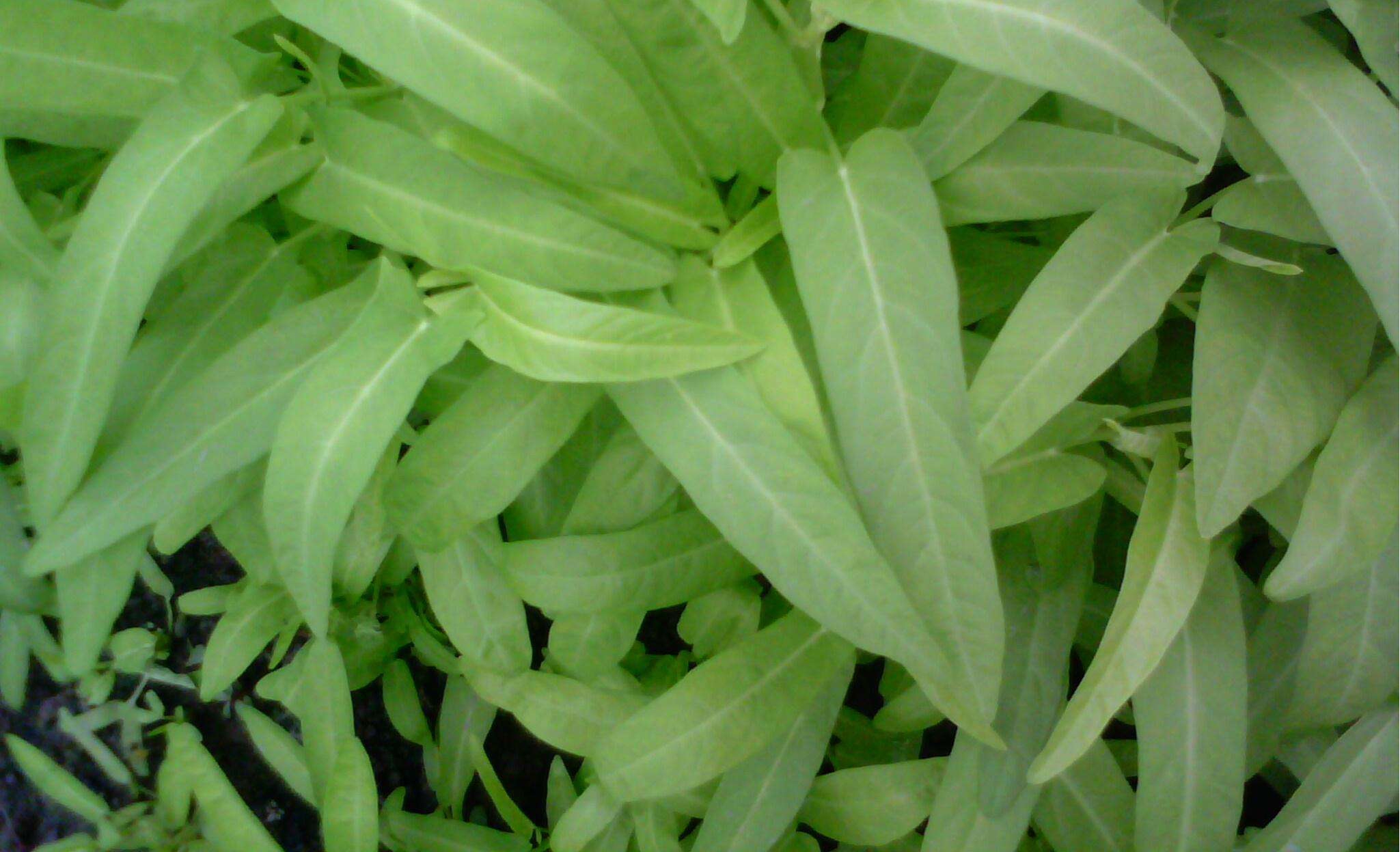  p>蕹菜(拉丁文名: i>ipomoea aquatica /i> forsk),别称空心菜,通菜