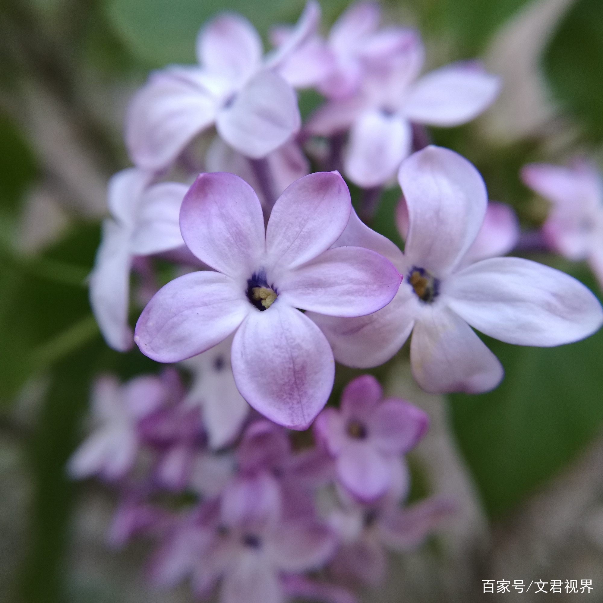 见过五瓣的丁香花吗_百科TA说
