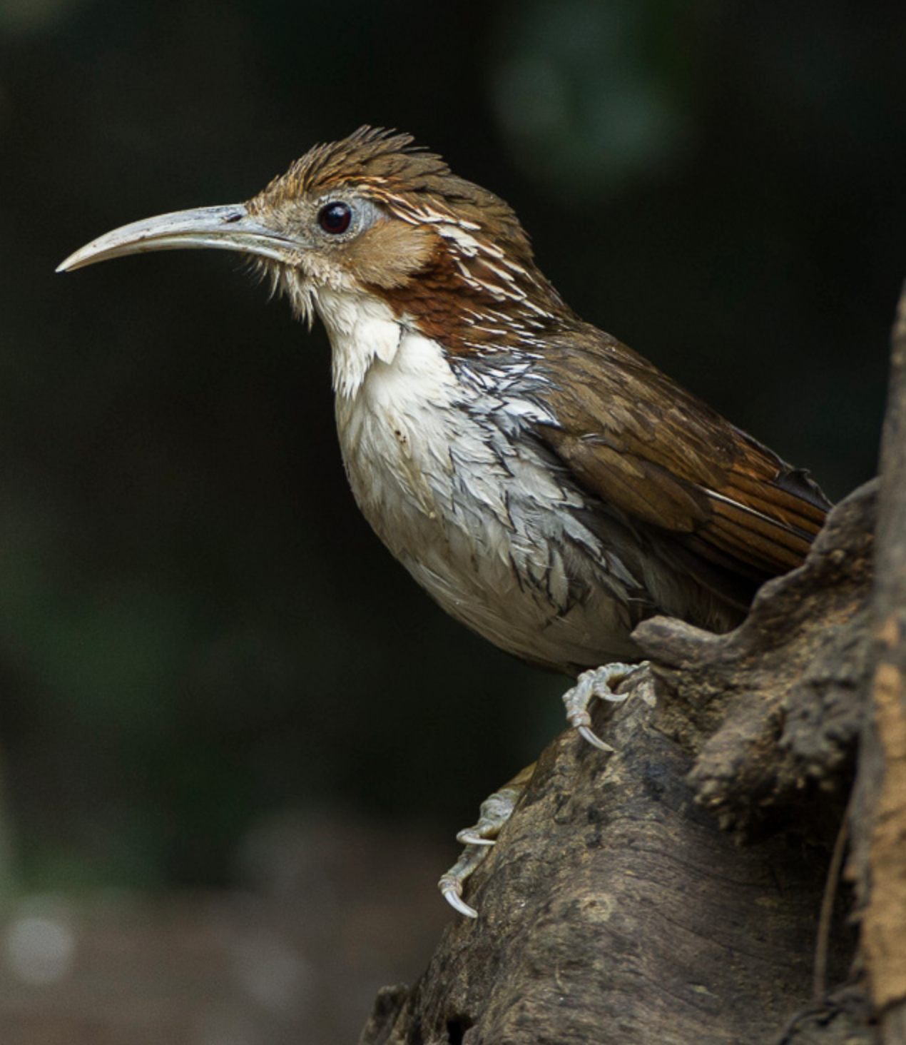  i>pomatorhinus erythrogenys /i>)是画眉科,钩嘴鹛属型鸟类,体长22