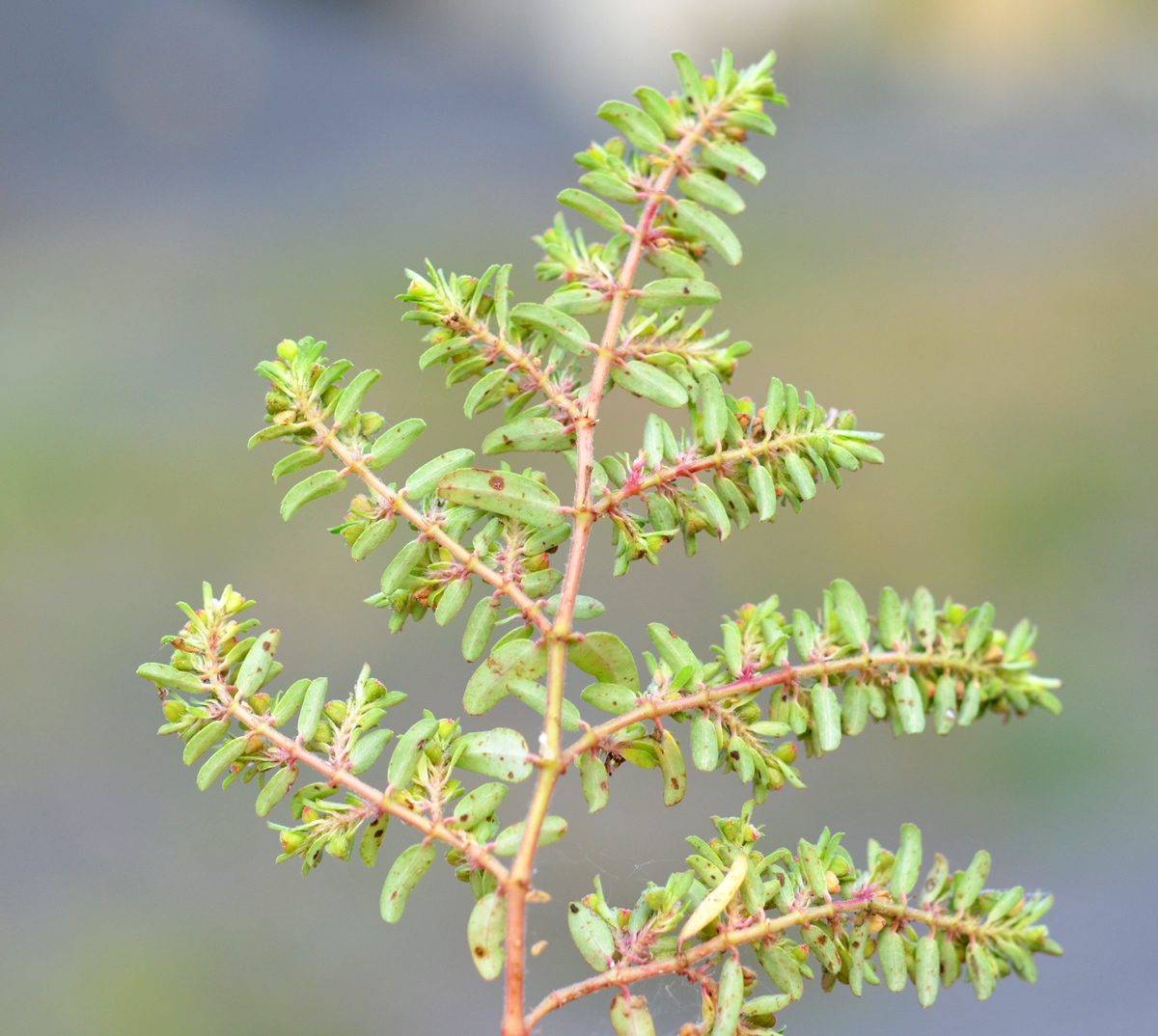  p>斑地锦草(学名: i>euphorbia maculata /i> l.