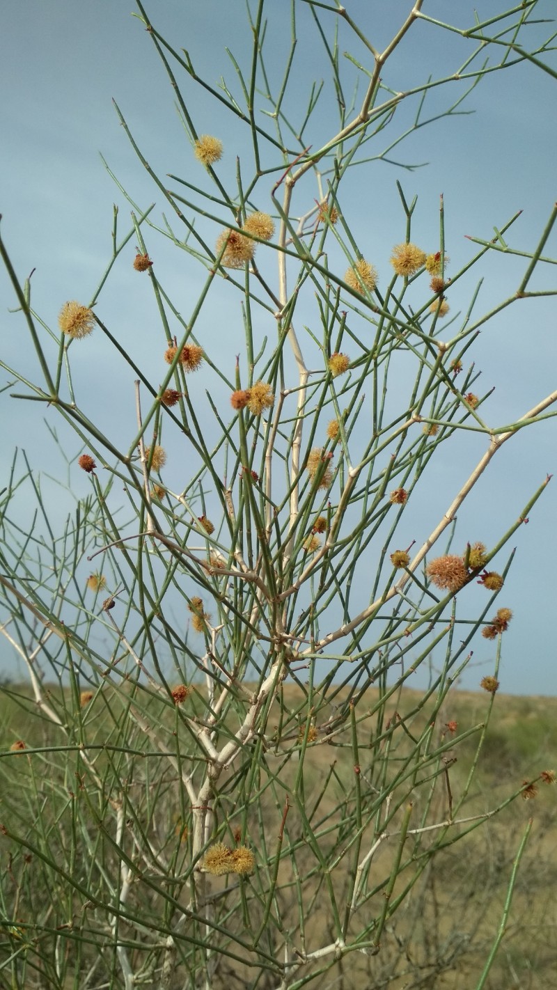 calligonum colubrinum borszcz.